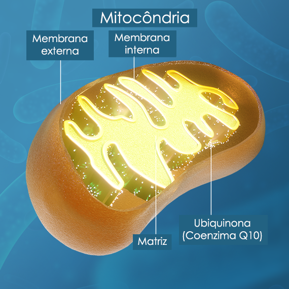 <H1>Mitocôndrias: como a CoQ10 alimenta as usinas de energia do seu corpo<H1>