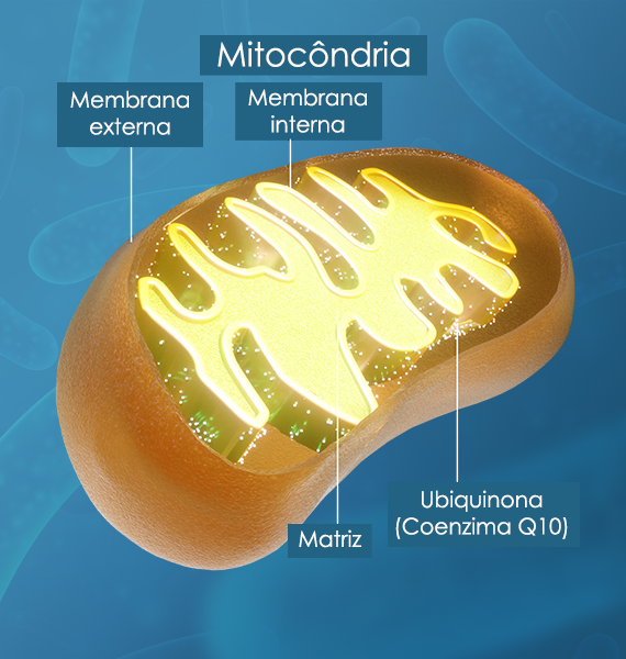 <H1>Mitocôndrias: como a CoQ10 alimenta as usinas de energia do seu corpo<H1>
