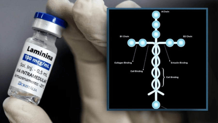Acompanhada de perto, polilaminina inicia fase decisiva